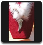 Federkette mit Engelfl&uuml;gel/Metall-Silber/ Details